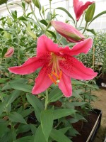 [4337 Rodina VZ No202.JPG]